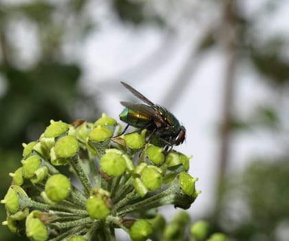 Green bottle fly