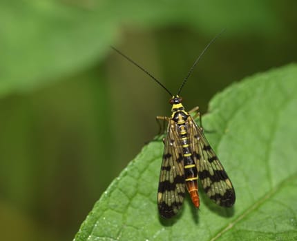 Scorpion fly