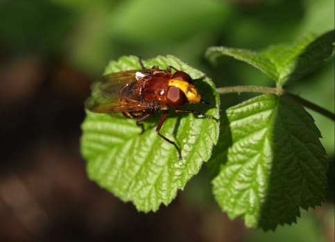 Hornet hoverfly