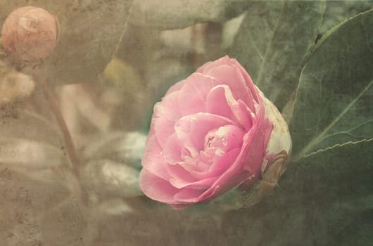 Camellia