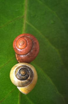 two snails