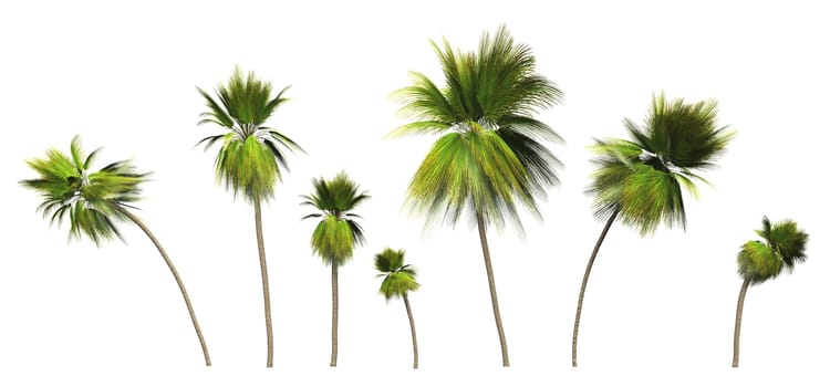 7x 3D Coconut Palms Clipped