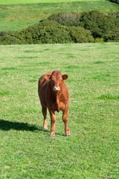 Calf on the lawn in Port Isaac in Cornwall