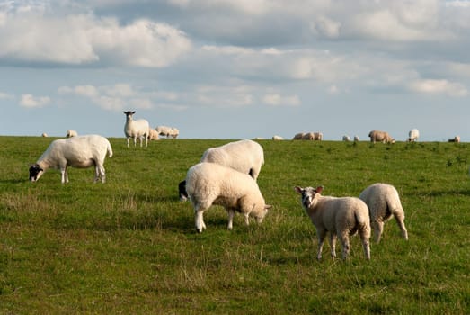 sheep while  graze on the lawn in Port Isaac in Cornwall