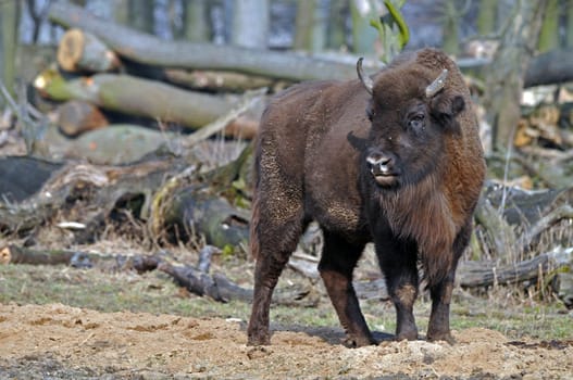 Wisent