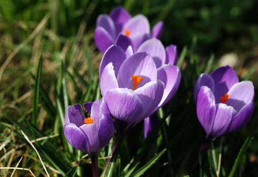 Crocus flowers