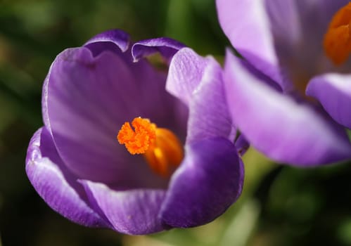 Crocus Blossom