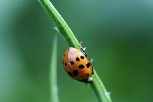 Ladybug climbs down a stalk