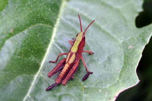 The green-brown grasshopper