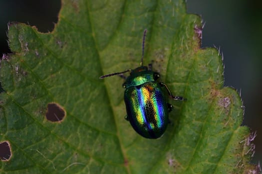 The green-blue leaf beetle