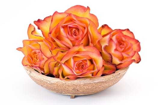 tea roses