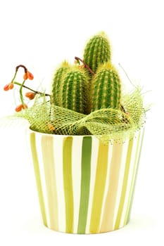 decorative cactus isolated on a white background