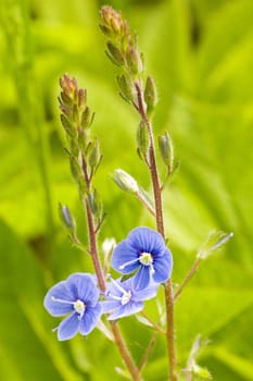 blue flower blossom in a summer meadow
