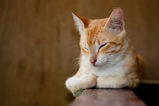 red cat with eyes closed resting
