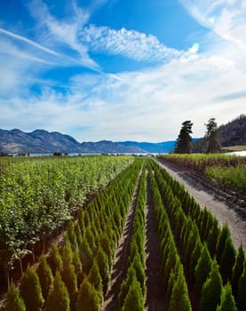 Scenic view of outdoor tree farm.