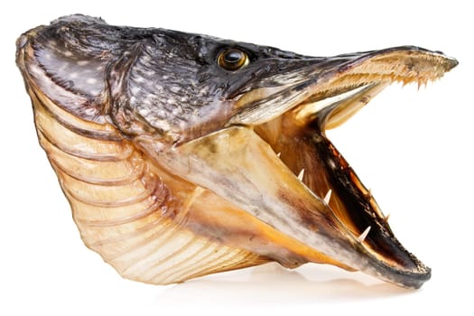 Fishing trophy. pike fish head over white background