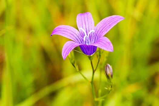 purple flower bloom in a green field