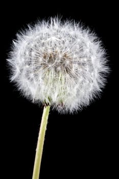 close-up of white dandelion,on a black background