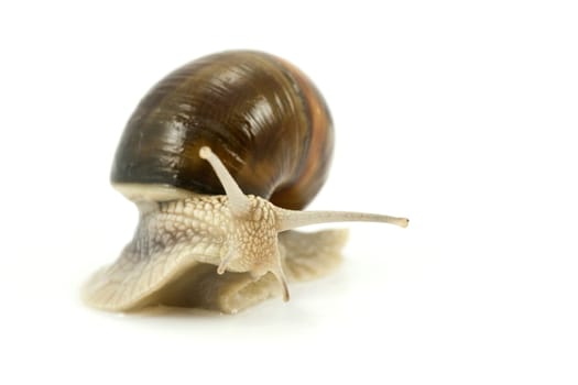 snail crawling slow over white background