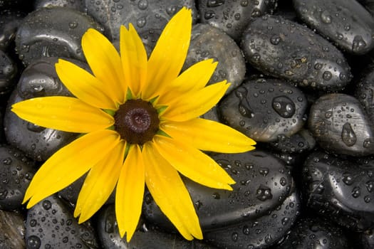 wet zen stones and bright yellow flower