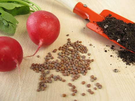 Radish Seeds