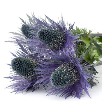 blue flowers