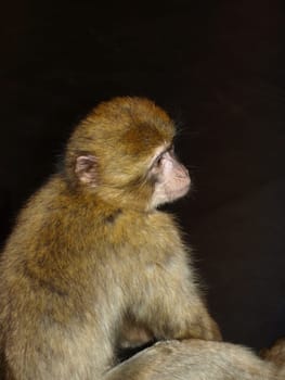 Monkey