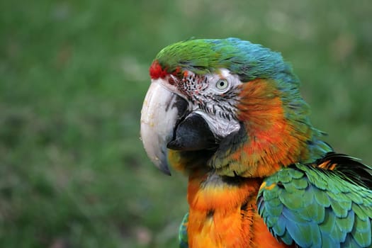 Colorful Bird