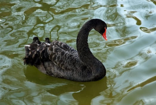 Swan