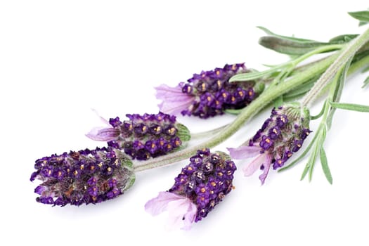 lavender