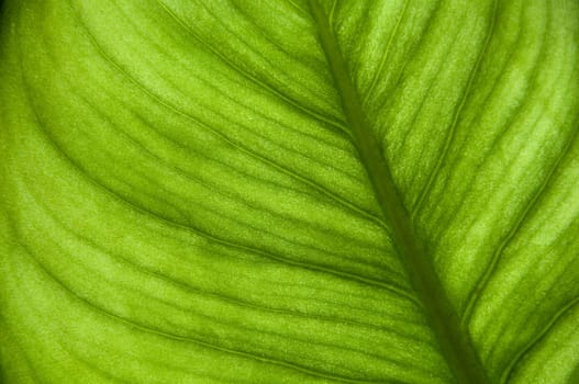 Green leaf background