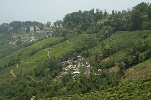 Greenery of tea garden clad mountains surrounding Darjeeling town in West Bengal, India, Asia