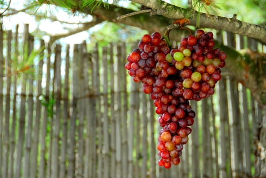 black grapes