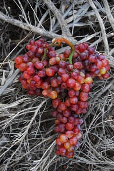grapes