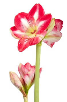 Amaryllis plant with flowers against white background