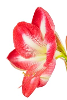 Amaryllis close-up of a flower in front of a white background