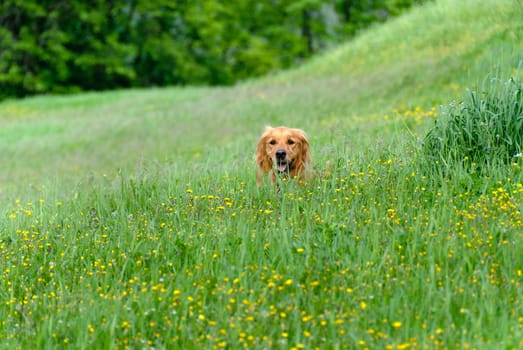 golden retriever in the meadow in Italy