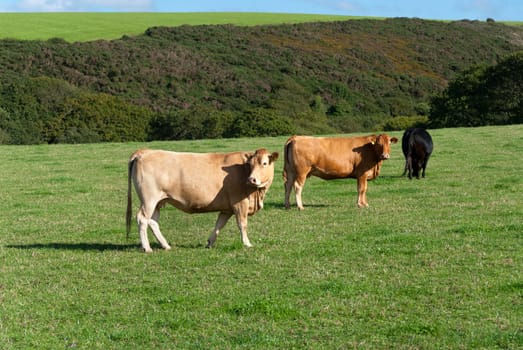 cows on the lawn in Port Isaac in Cornwall