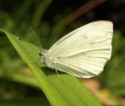 Green-veined white