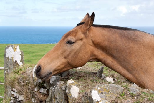 horse with mane shaved in Cornwall