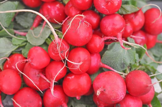 Radish (Raphanus sativus) edible root vegetable food