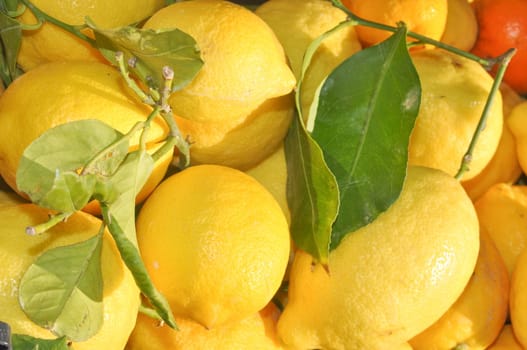 Lemon fruit used primarily for its juice