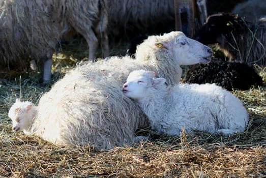 Skudden sheep with sleeping lambs