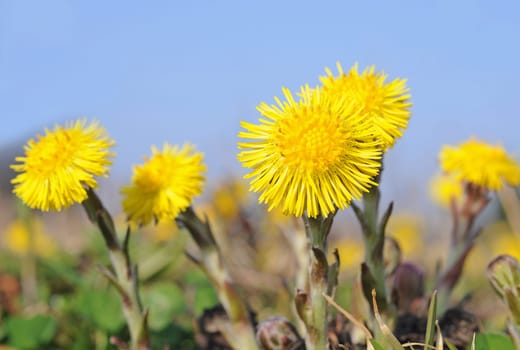 Floret