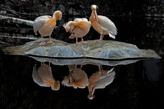 Pelican