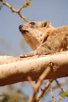 Cliff Hyrax
