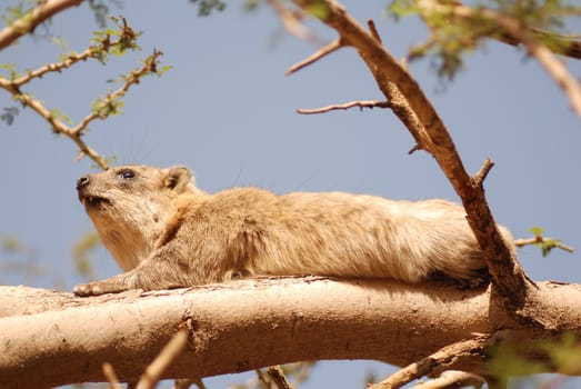 Cliff Hyrax