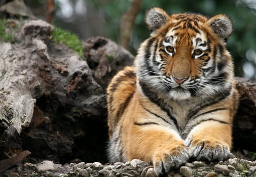 Young Tiger
