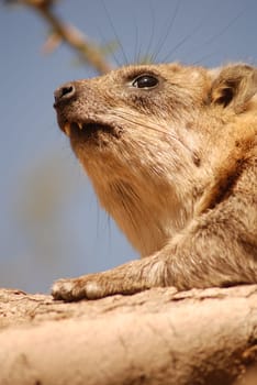 Cliff Hyrax