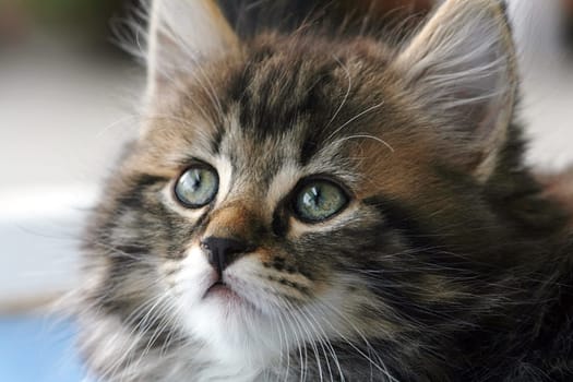 Kittens are cute